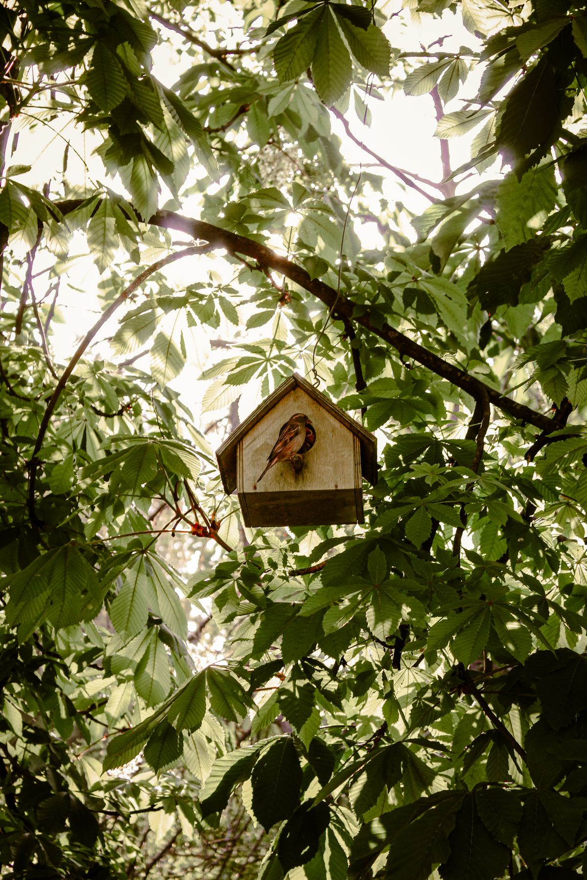 Nichoir en bois discret niché dans le feuillage d’un jardin